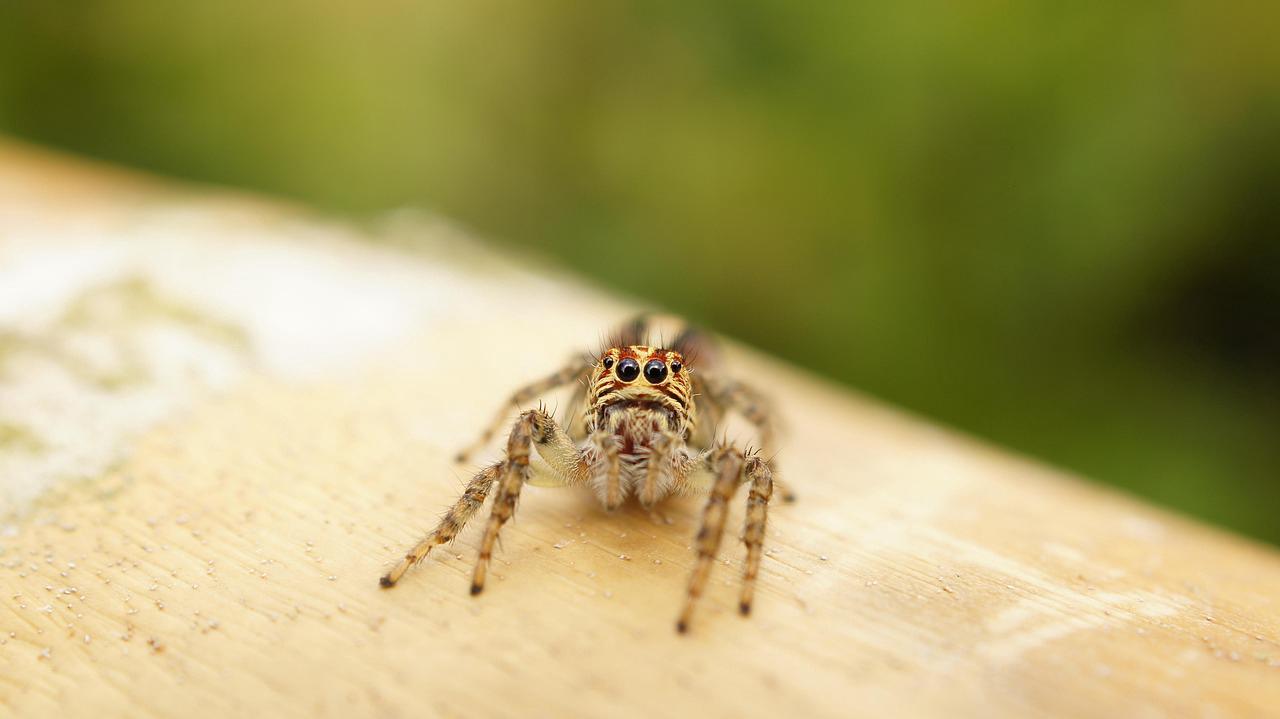 Dedetizadora em Ribeirão Pires