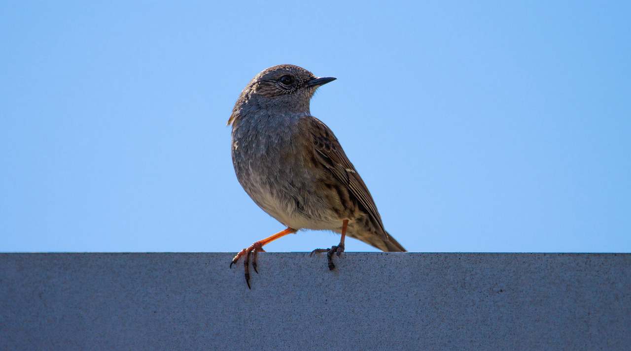 Dedetizadora em Santa Isabel