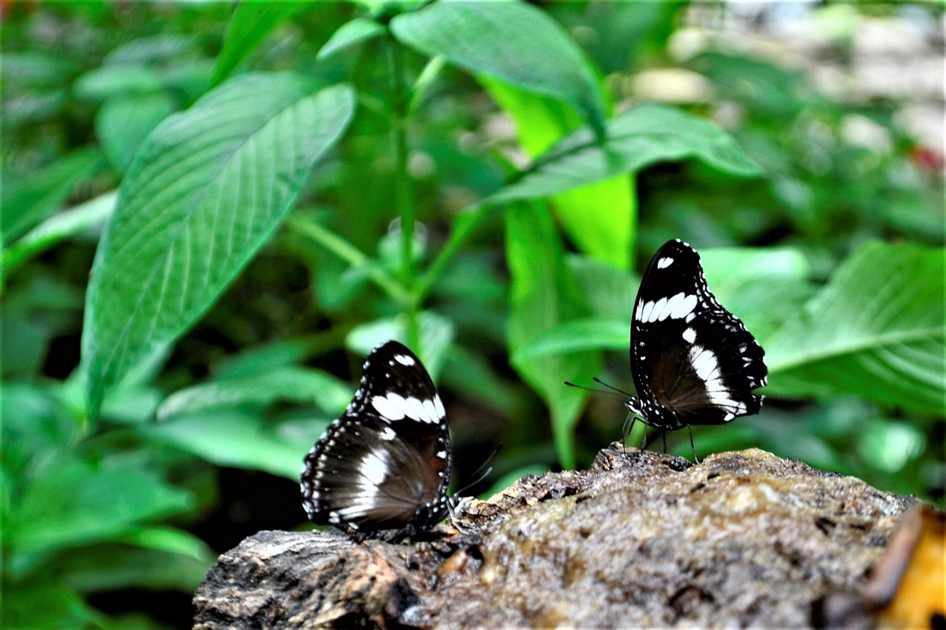 Dedetizadora em São Bernardo do Campo