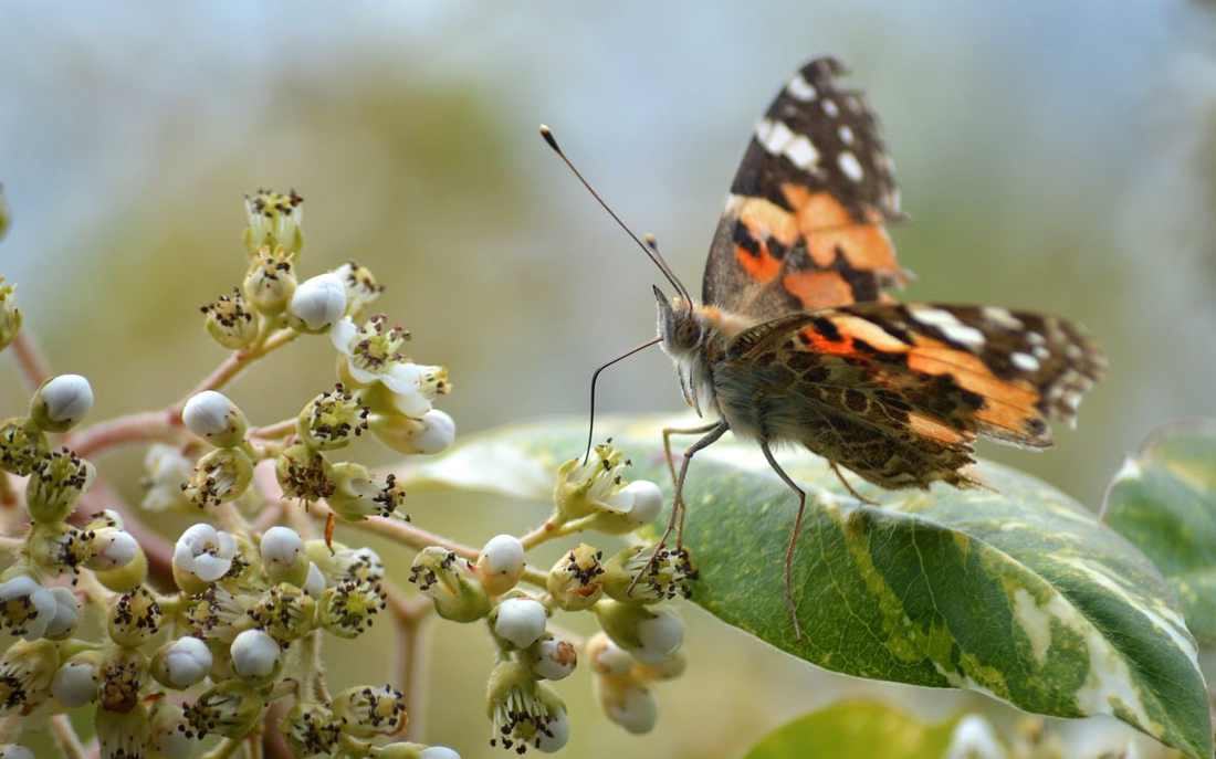 Dedetizadora na Vila Clementino