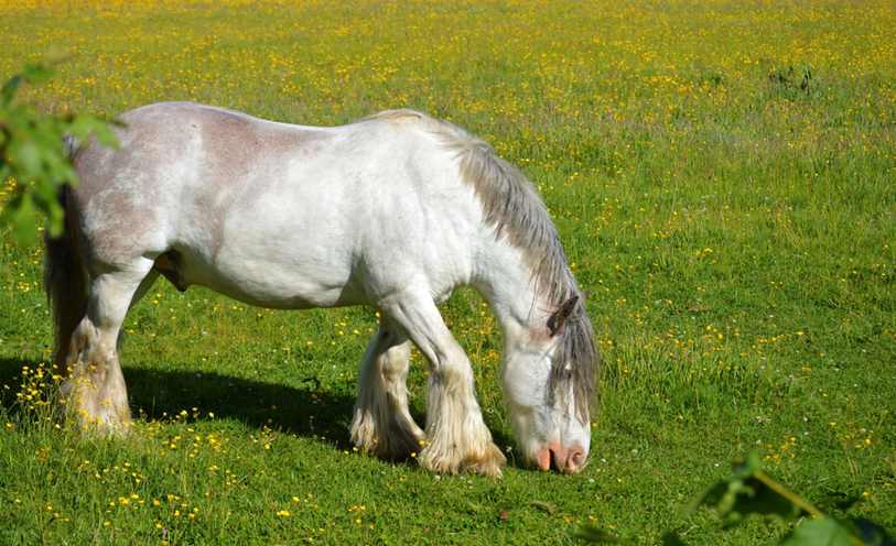 Descupinizadora em Serra da Cantareira