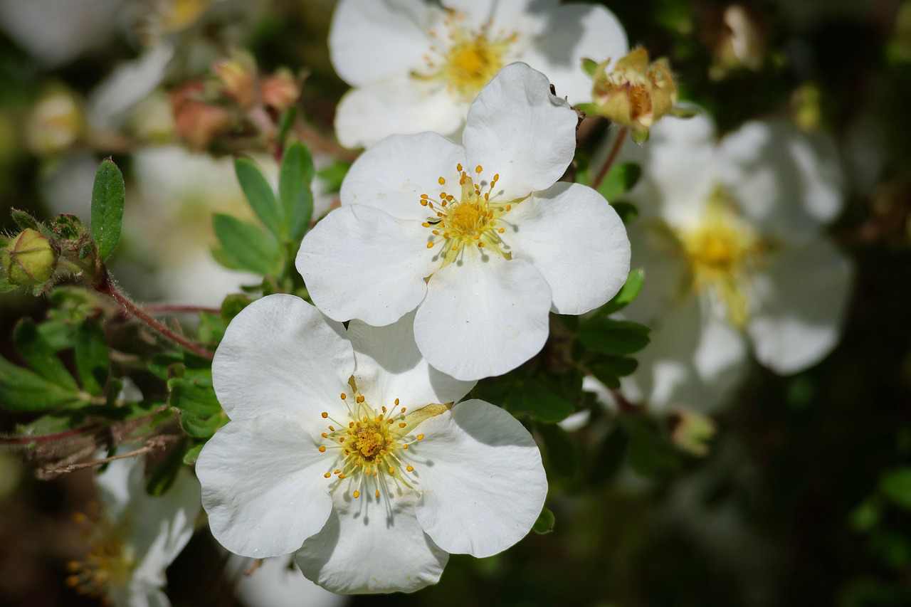 Limpeza de caixa de água em Serra da Cantareira